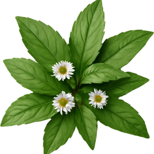 Bhringraj